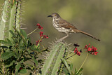 Image. Long-billed Thrasher