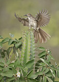 Image. Long-billed Thrasher