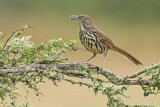 Image. Long-billed Thrasher
