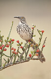 Image. Long-billed Thrasher