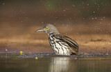 Image. Long-billed Thrasher