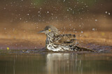 Image. Long-billed Thrasher