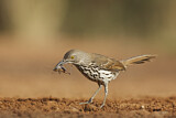 Image. Long-billed Thrasher