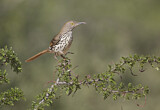 Image. Long-billed Thrasher