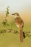 Image. Long-billed Thrasher