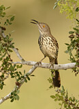 Image. Long-billed Thrasher