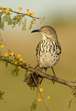 Image. Long-billed Thrasher