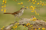 Image. Long-billed Thrasher