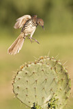 Image. Long-billed Thrasher