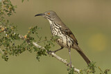 Image. Long-billed Thrasher