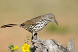 Image. Long-billed Thrasher