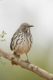 Image. Long-billed Thrasher