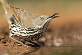 Image. Long-billed Thrasher