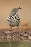 Image. Long-billed Thrasher