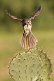 Image. Long-billed Thrasher
