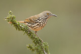 Image. Long-billed Thrasher