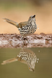 Image. Long-billed Thrasher