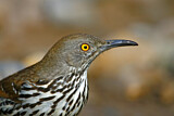 Image. Long-billed Thrasher