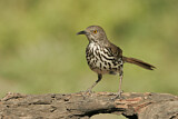 Image. Long-billed Thrasher