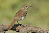 Image. Long-billed Thrasher
