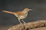 Image. Long-billed Thrasher