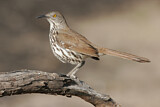 Image. Long-billed Thrasher
