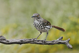 Image. Long-billed Thrasher