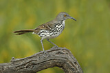 Image. Long-billed Thrasher