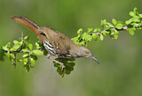 Image. Long-billed Thrasher