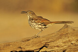 Image. Long-billed Thrasher