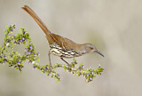 Image. Long-billed Thrasher