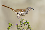 Image. Long-billed Thrasher