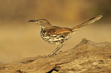 Image. Long-billed Thrasher
