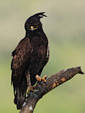 Image. Long-crested Eagle