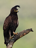 Image. Long-crested Eagle