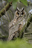 Image. Long-eared Owl