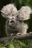 Image. Long-eared Owl