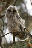Image. Long-eared Owl