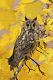 Image. Long-eared Owl