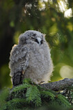 Image. Long-eared Owl