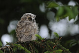 Image. Long-eared Owl