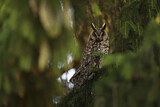 Image. Long-eared Owl