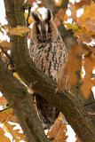 Image. Long-eared Owl