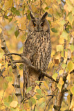 Image. Long-eared Owl