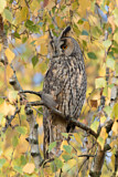 Image. Long-eared Owl