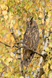 Image. Long-eared Owl