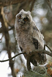 Image. Long-eared Owl