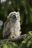 Image. Long-eared Owl