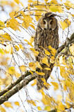 Image. Long-eared Owl