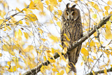 Image. Long-eared Owl